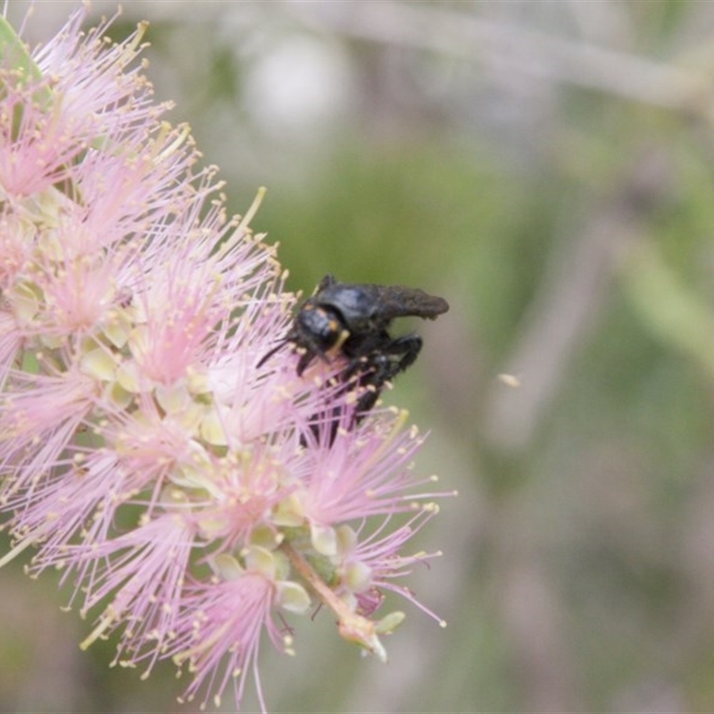 Scoliidae (family)