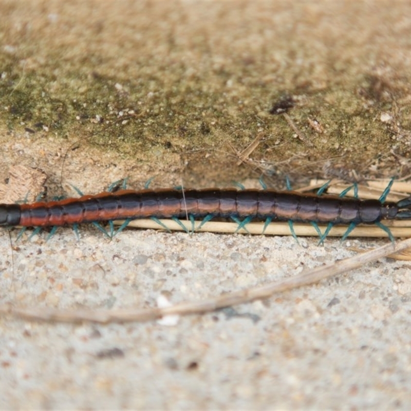 Scolopendra laeta