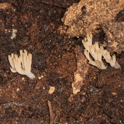 Artomyces austropiperatus