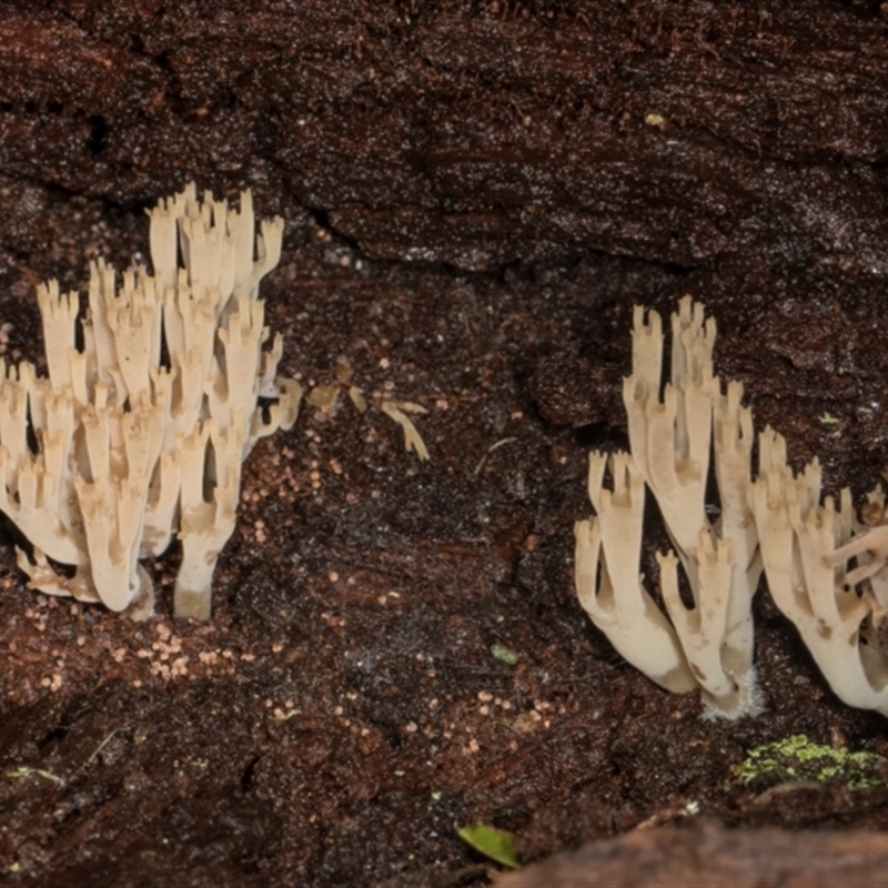 Artomyces austropiperatus