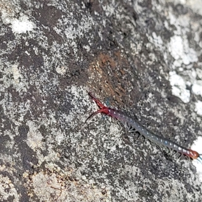 Scolopendra sp.