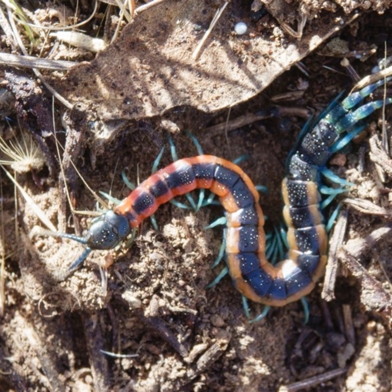 Scolopendra sp. (genus)