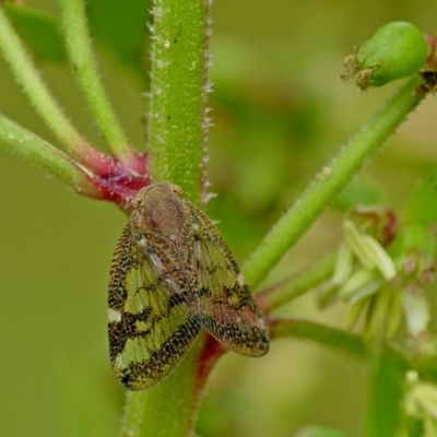 Scolypopa australis