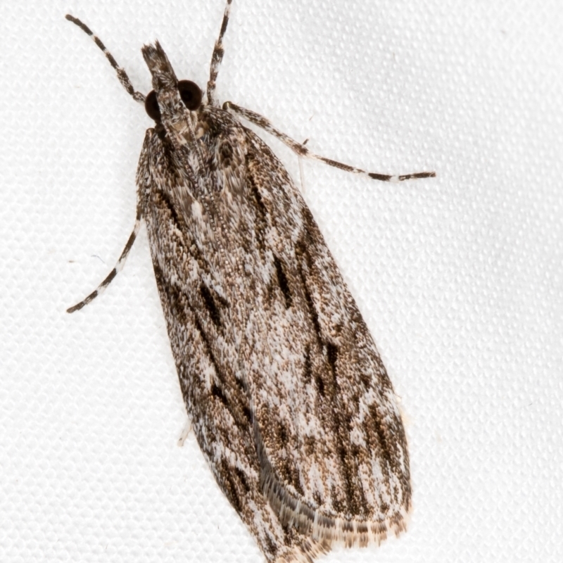 Scoparia (genus)