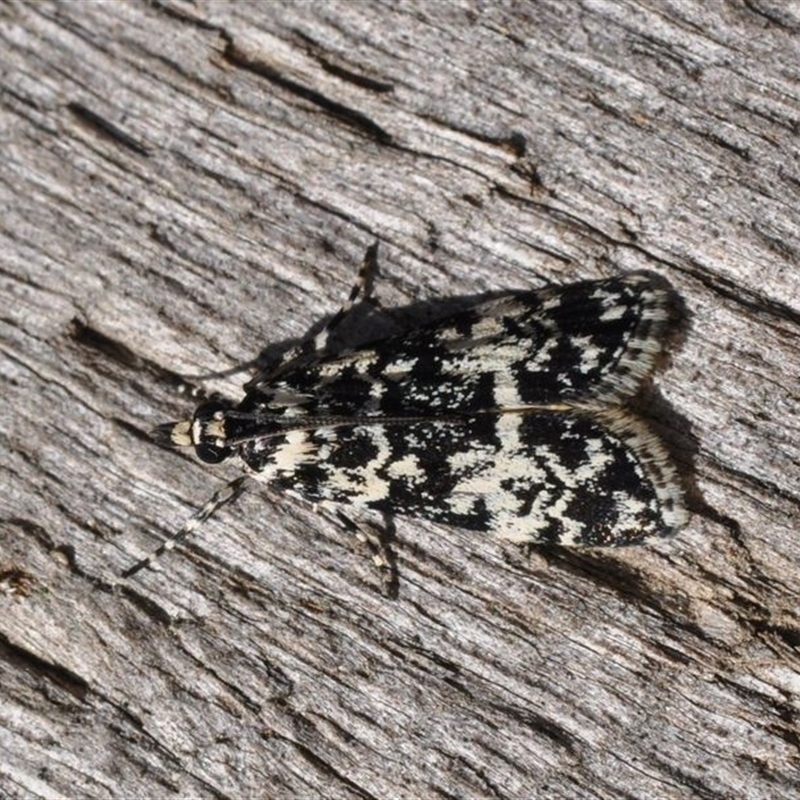 Scoparia aphrodes