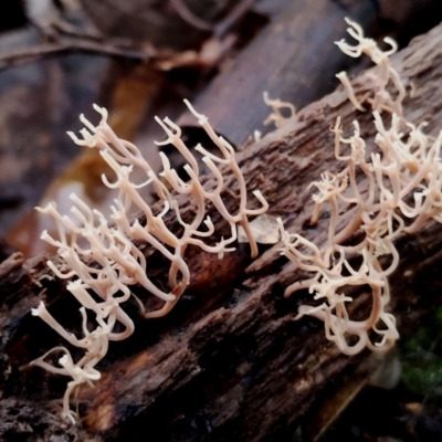 Artomyces colensoi