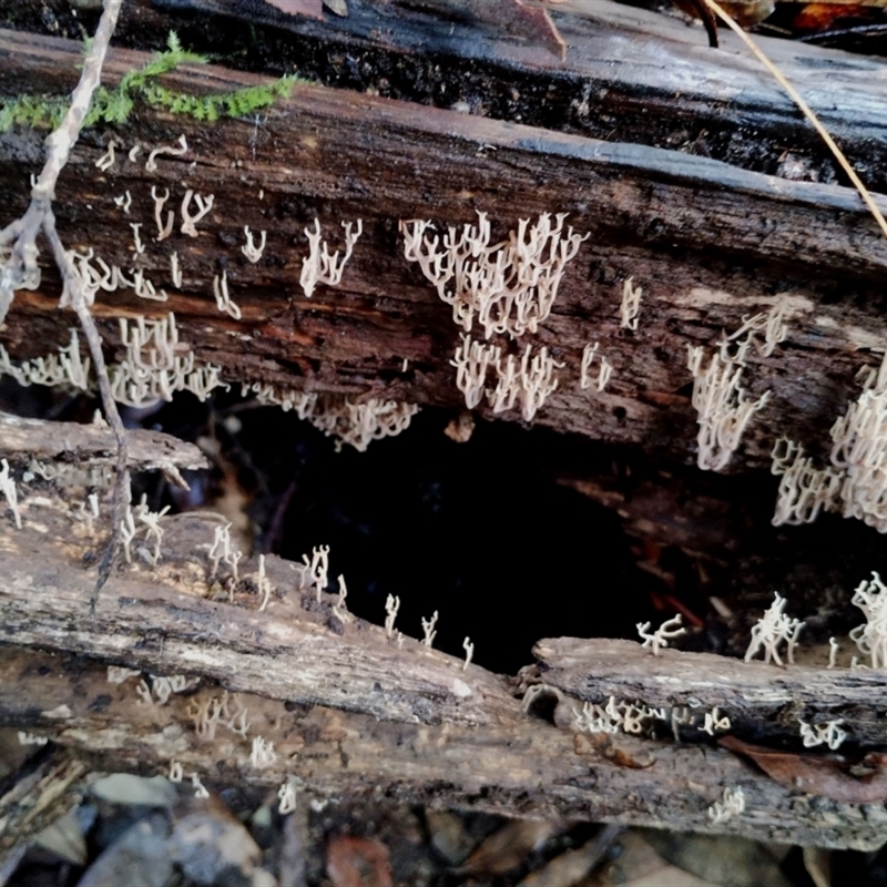 Artomyces colensoi