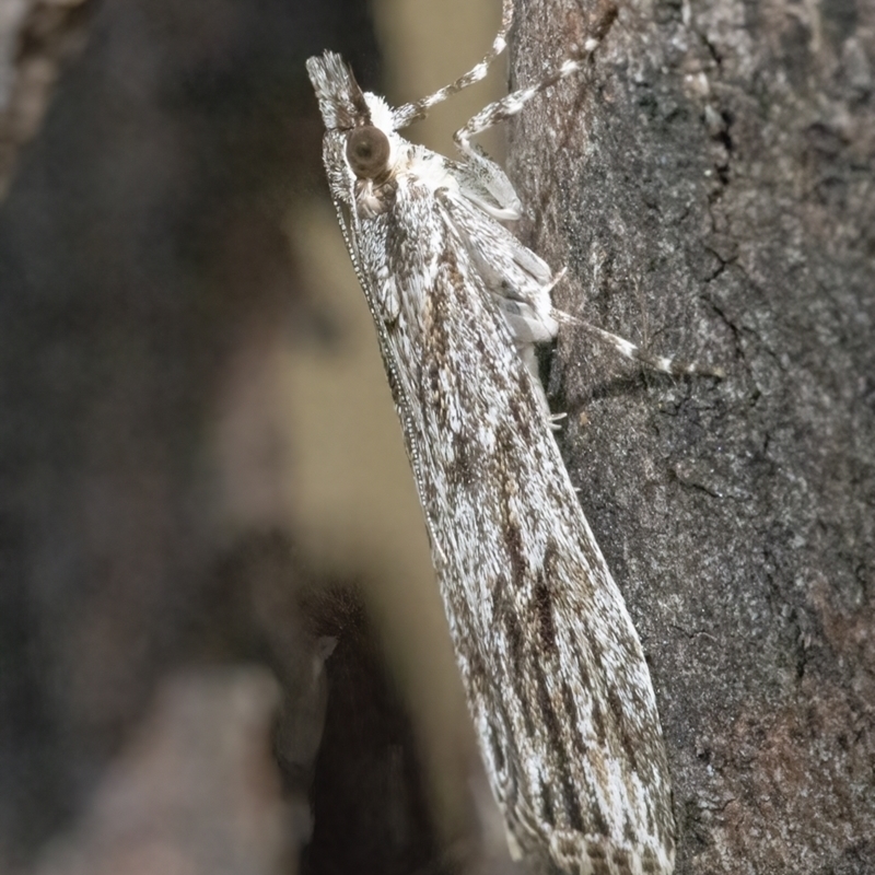 Scoparia ochrophara