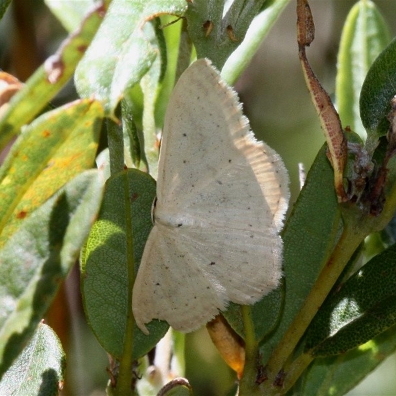 Scopula (genus)