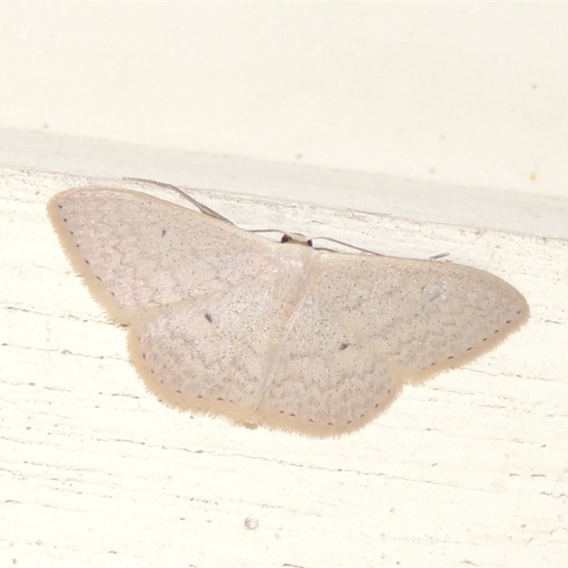 Scopula optivata