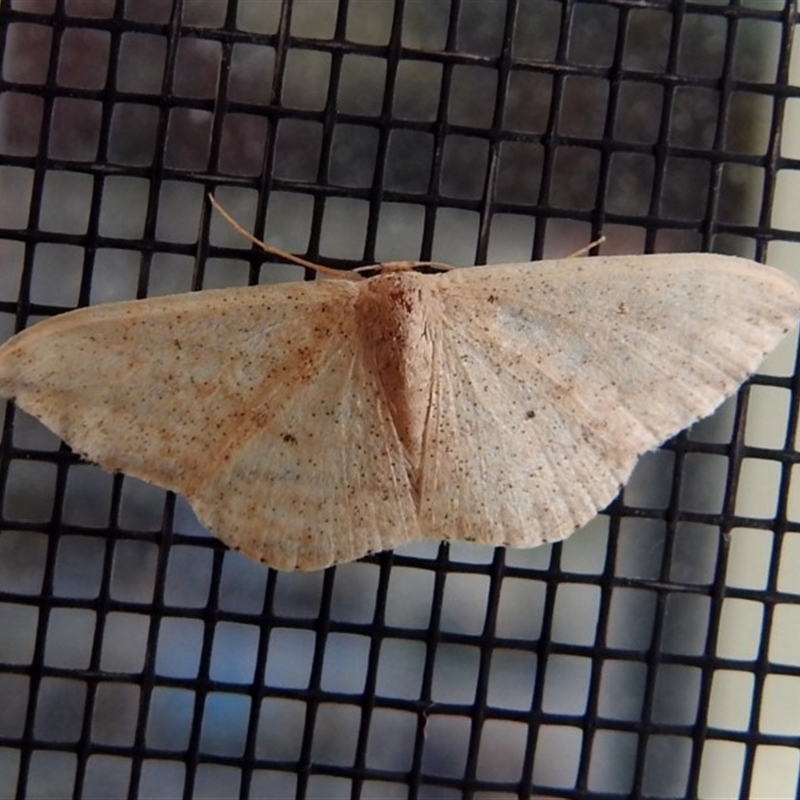 Scopula optivata