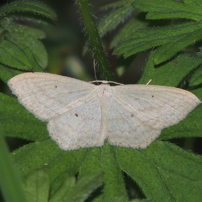 Scopula perlata