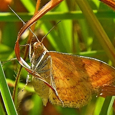 Reddish hindwings