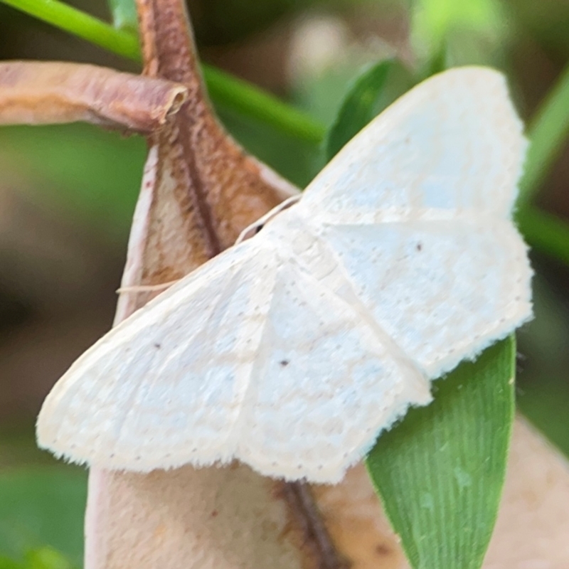 Scopula sp.