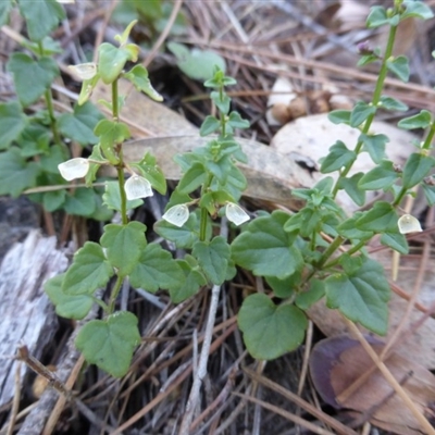 Scutellaria humilis