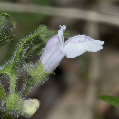 Scutellaria mollis