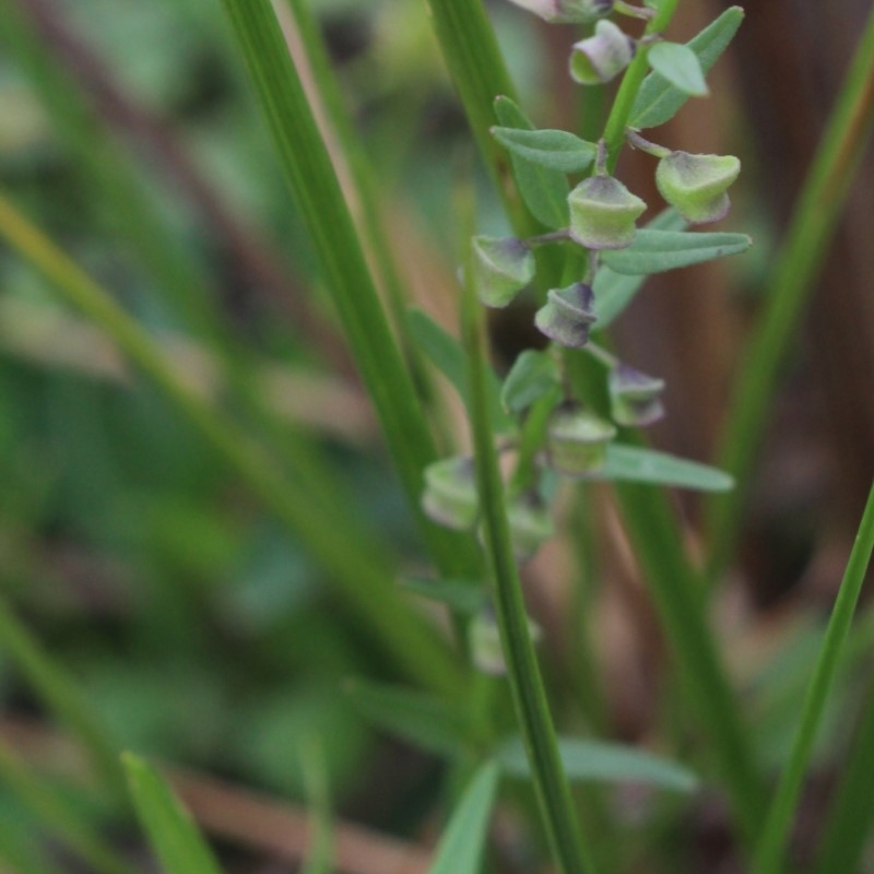 Scutellaria racemosa