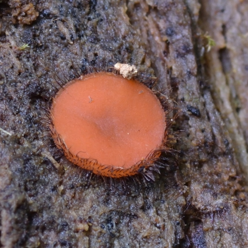 Scutellinia scutellata