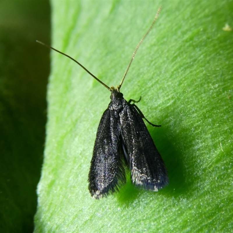 Scythrididae (family)