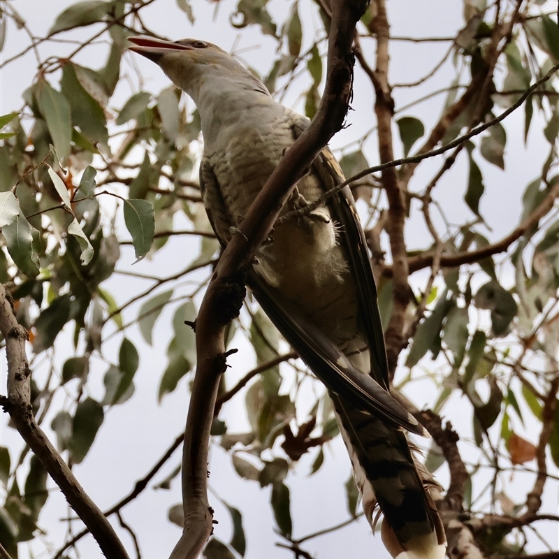 Scythrops novaehollandiae