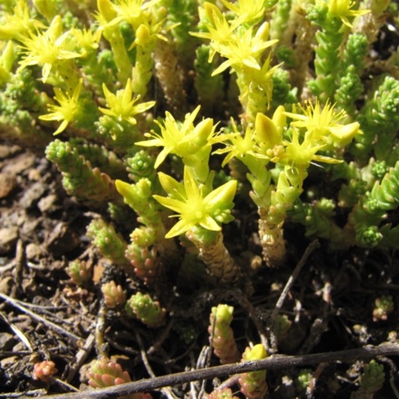 Sedum acre