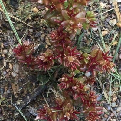 Sedum caespitosum