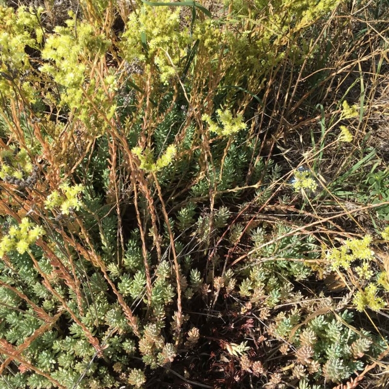 Sedum sediforme