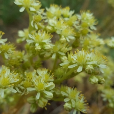 Sedum sediforme