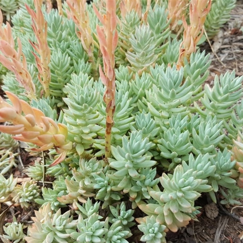 Sedum sediforme