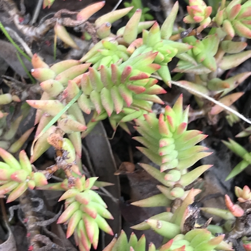 Sedum sp.