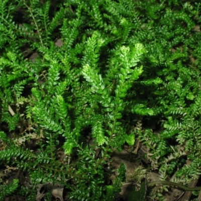 Selaginella kraussiana