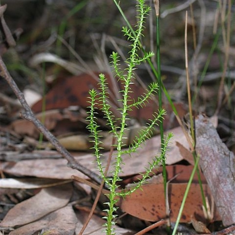 Selaginella uliginosa