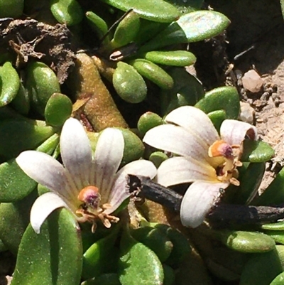 Goodenia radicans