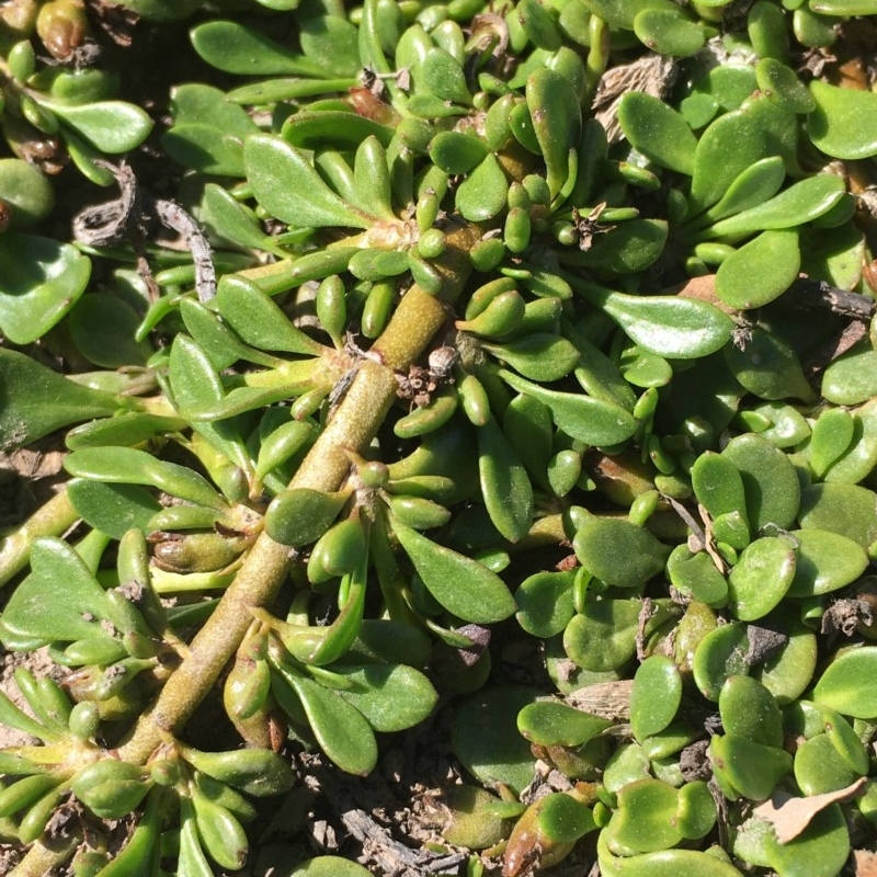 Goodenia radicans