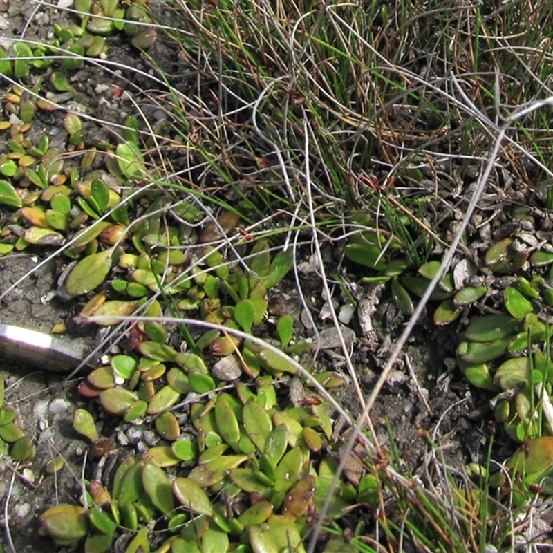 Goodenia radicans