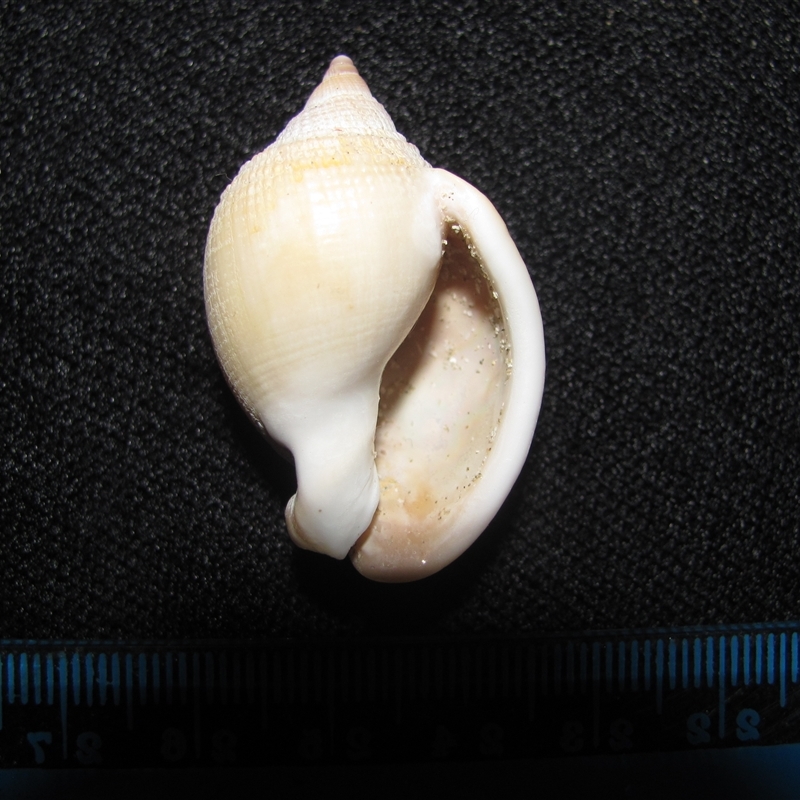 Semicassis (Antephalium) semigranosum