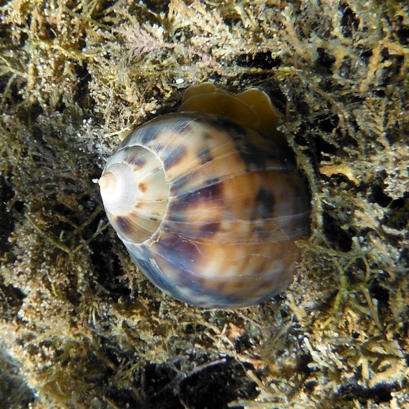 Semicassis labiata