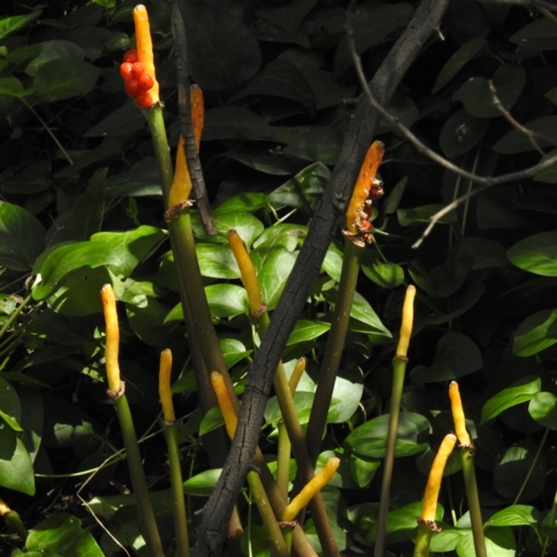 Arum italicum