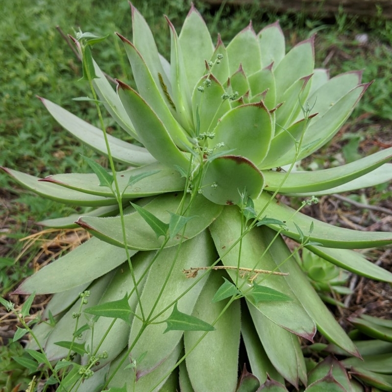 Sempervivum tectorum