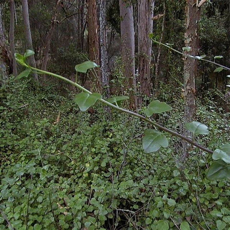 Senecio angulatus