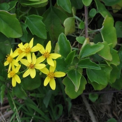 Senecio angulatus