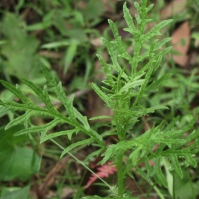 Senecio bipinnatisectus