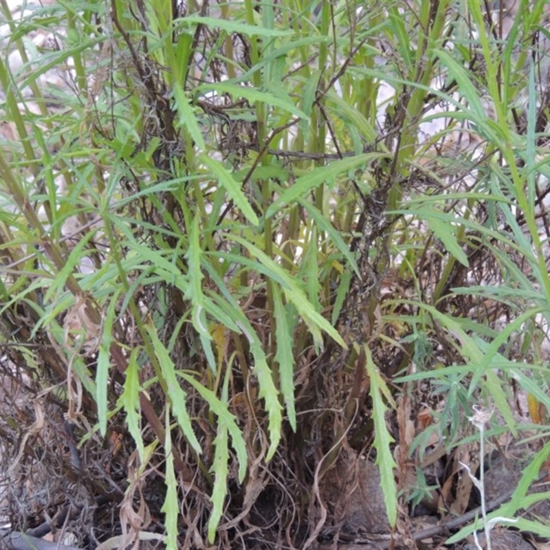 Senecio diaschides