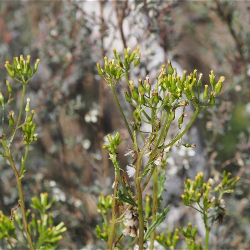 Senecio distalilobatus