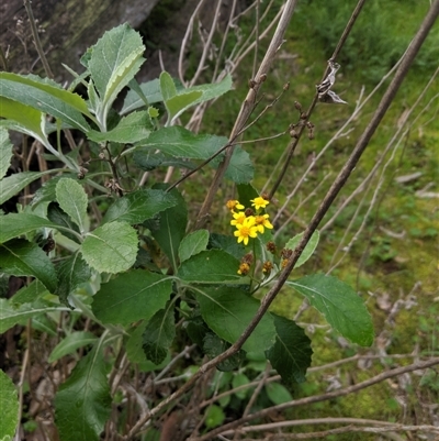 Senecio garlandii