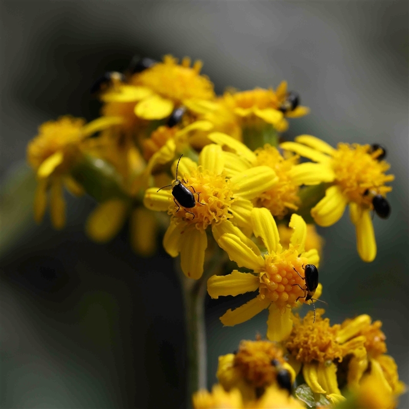 Senecio garlandii