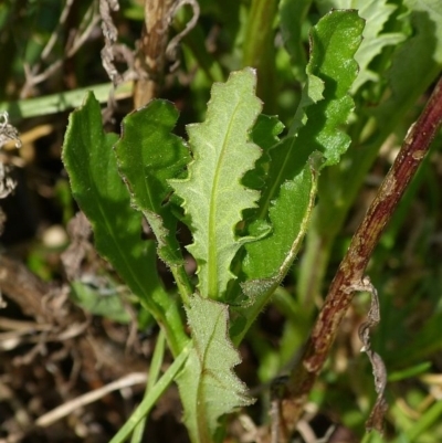 Senecio glomeratus