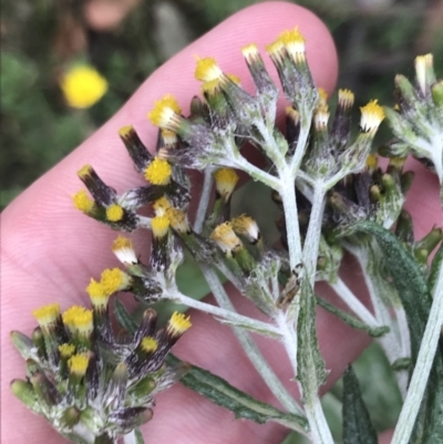 Senecio glomeratus subsp. glomeratus