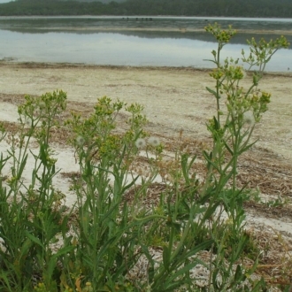 Jackie Miles, Wallagoot Lake