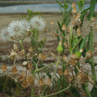 Jackie Miles, Wallagoot Lake